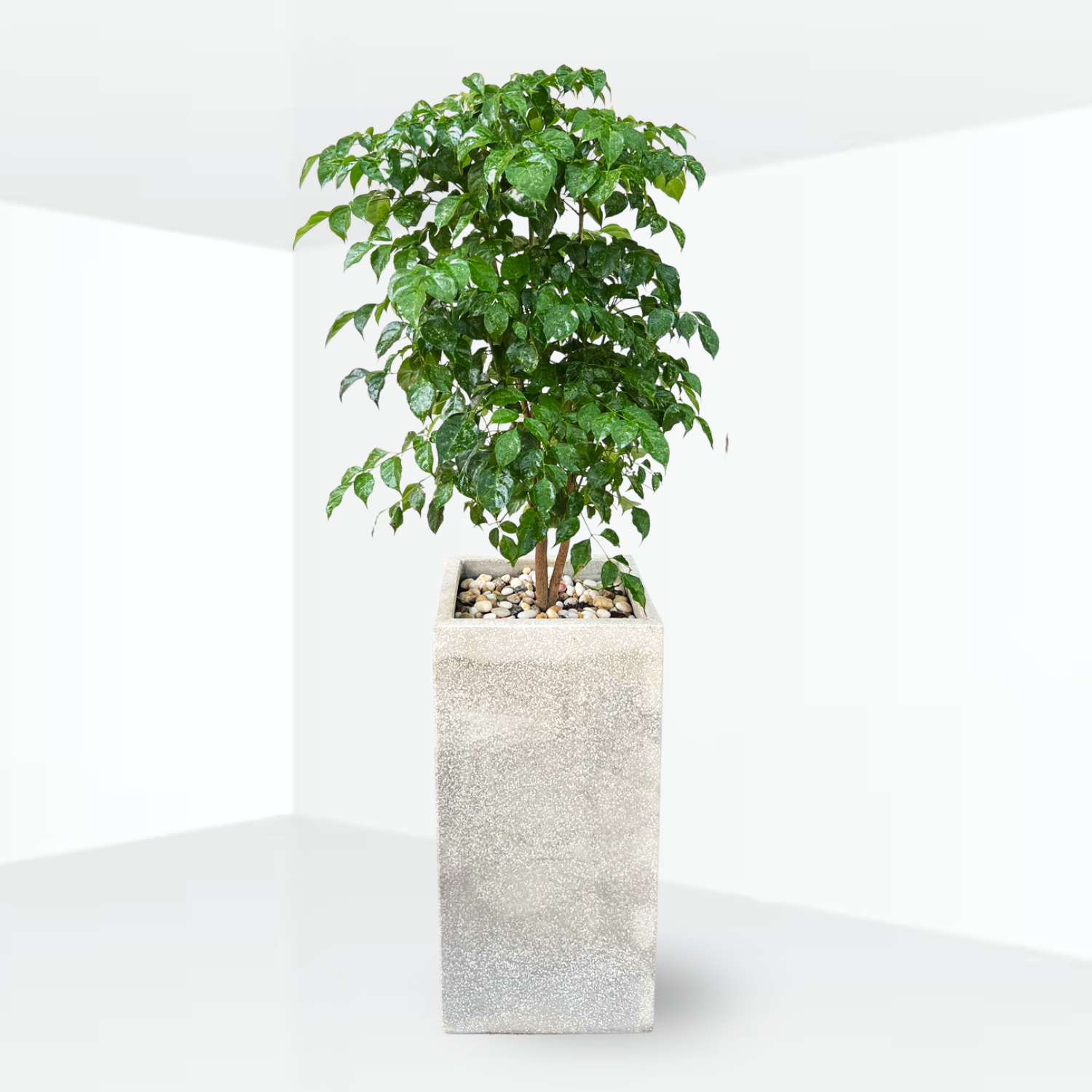 y-nghia-cay-hanh-phuc