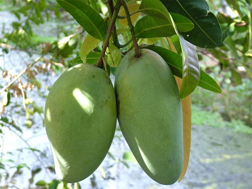 bao-quan-xoai-dung-cách 