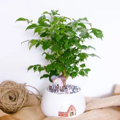 dac-diem-cay-hanh-phuc