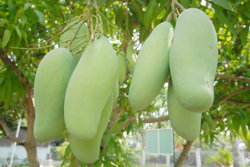 bao-quan-xoai-dung-cach